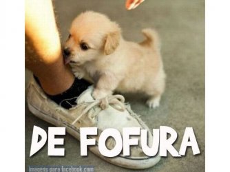 fofura
#cute