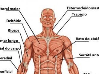 estuda o corpo humano