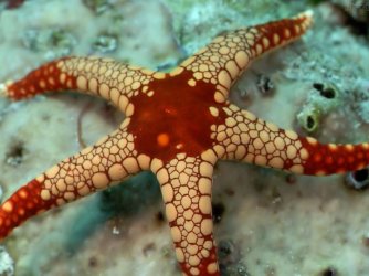 Estrela do Mar
