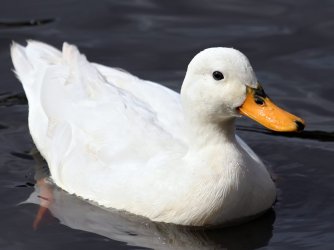 pato