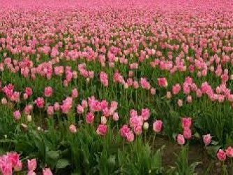 Primavera Flores <3