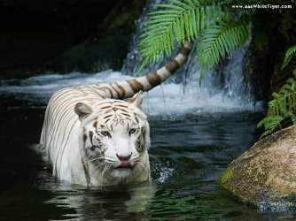 TIGRE BRANCO