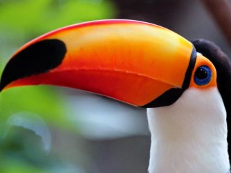 TUCANO