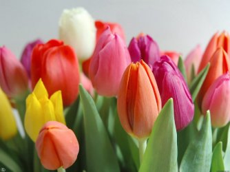 TULIPA