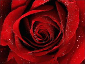 ROSAS VERMELHAS