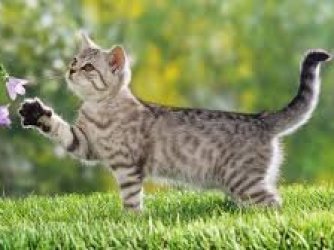GATINHO