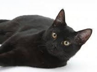 gatinho preto