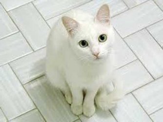gatinho branco