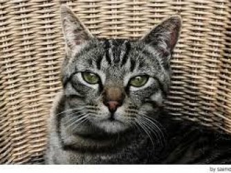 gatinho cinza com listras pretas