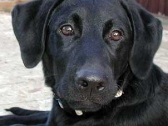 cachorro preto