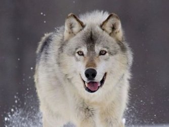 lobo