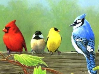 aves