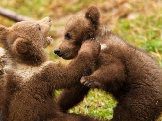 urso