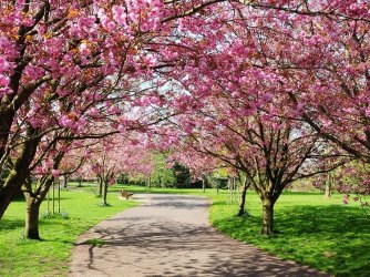 primavera