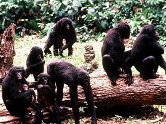 um bonobo numa orgia