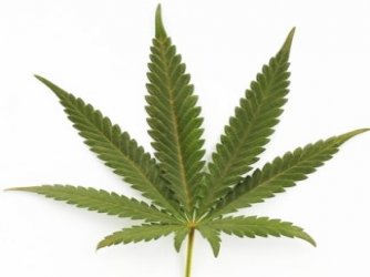 Maconha
