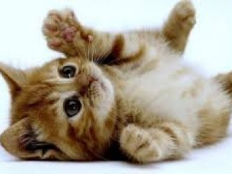 GATO