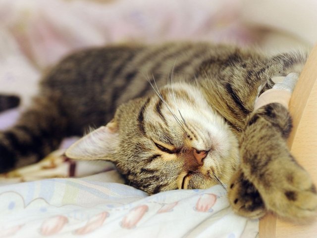 Gato