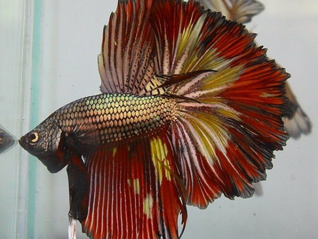 Peixe