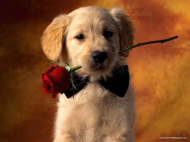 Cachorro