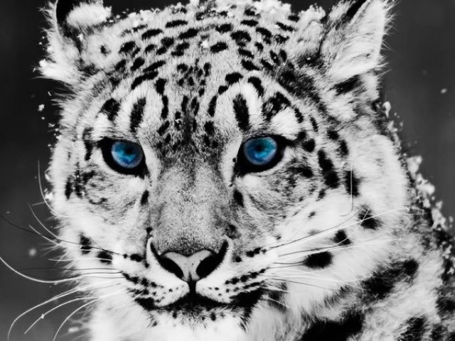 Leopardo das Neves