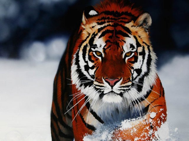 Tigre