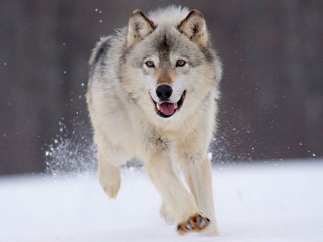 Lobo