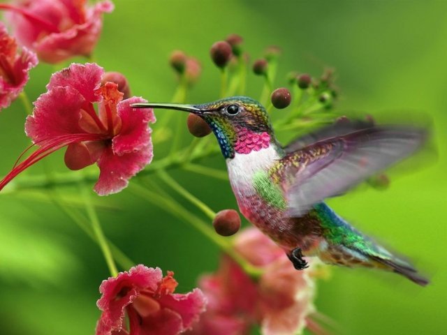 Beija-flor