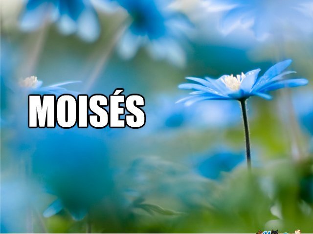 Moisés
