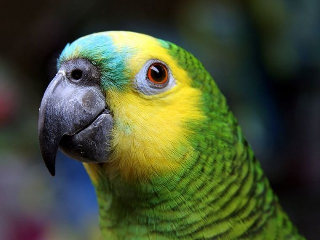 Papagaio