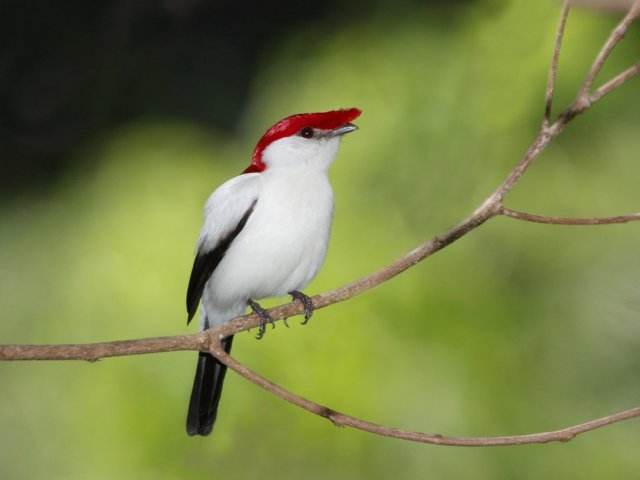 Soldadinho-do-Araripe