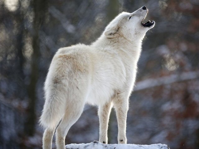 Lobo Alfa