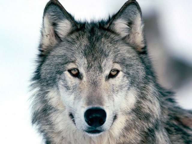 Lobo Beta
