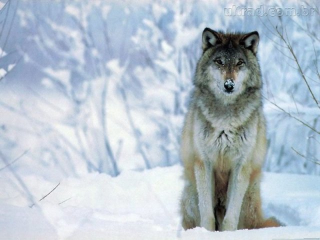 Lobo Ômega