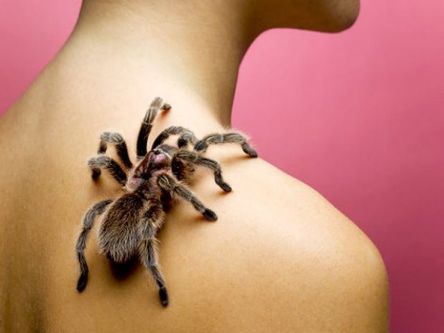 Aranha