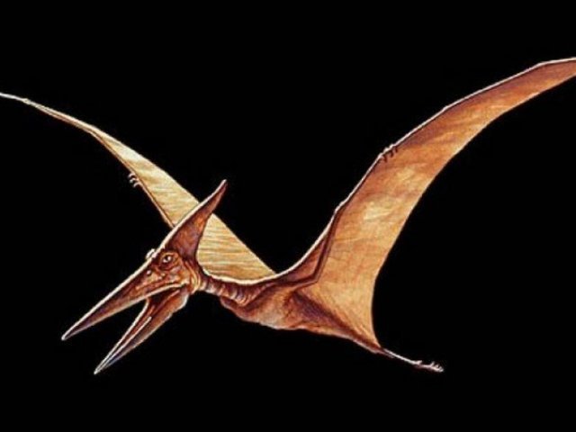 Pteranodon