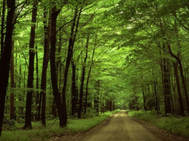 Floresta