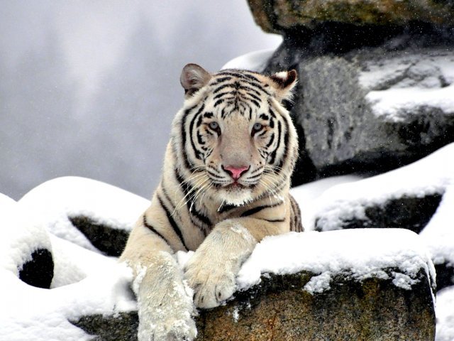 Tigre Branco