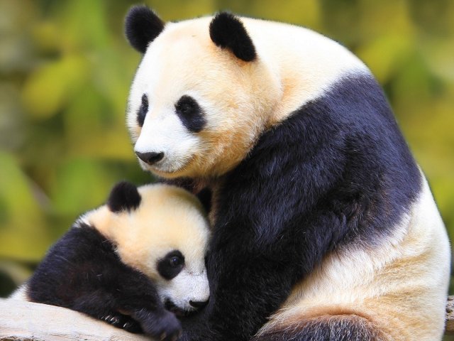 Urso Panda