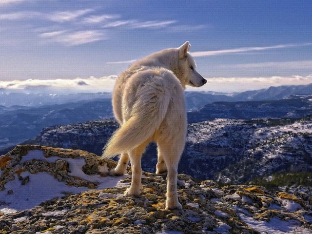 Lobo do Ártico
