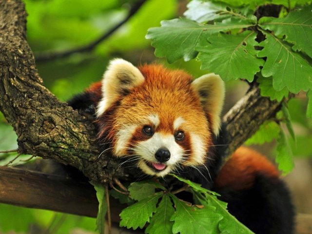 Panda Vermelho