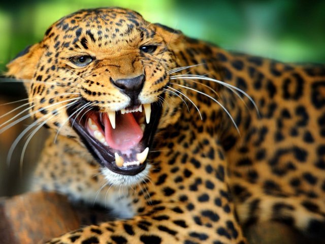 Você é descendente de qual animal?