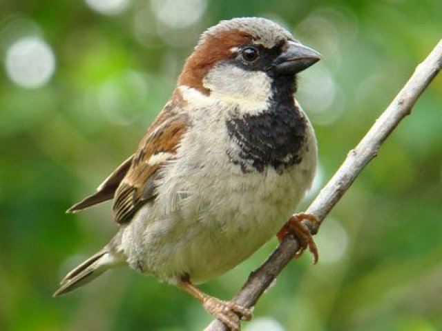 Pardal