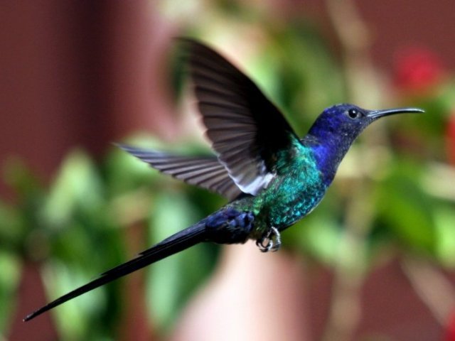 Beja-flor