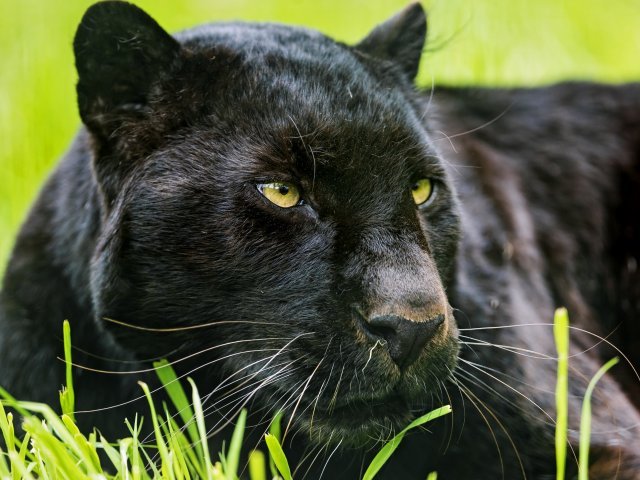 Pantera