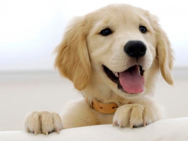 Cachorros
