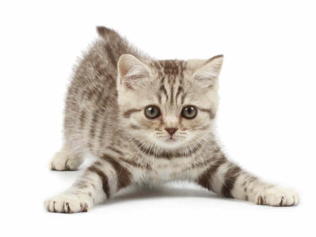 Gatos