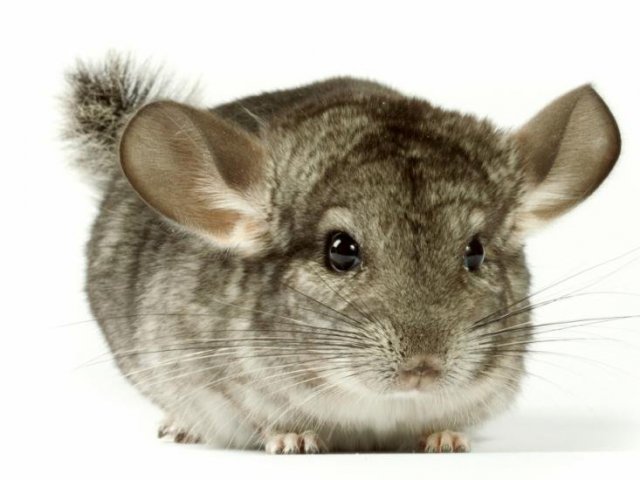 Chinchila