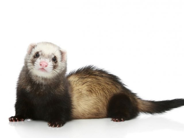 Ferret