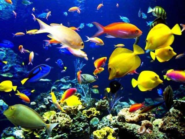 Peixes de Aquário